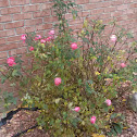 Climbing Rose