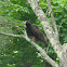 Turkey Vulture