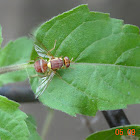 Queensland fruit fly