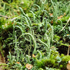 Common powderhorn lichen