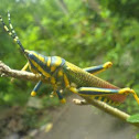 painted grasshopper