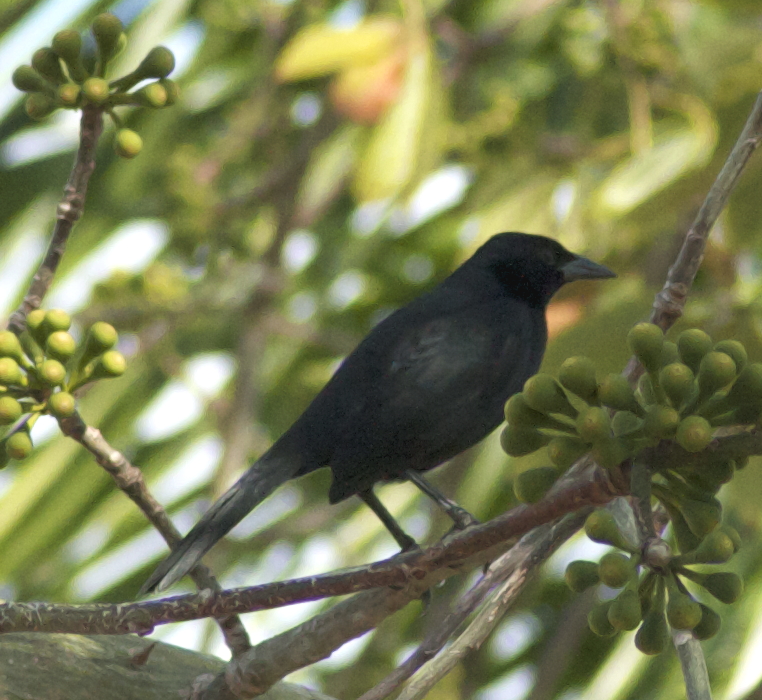 Melodious Blackbird