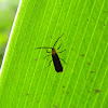 net-winged beetle