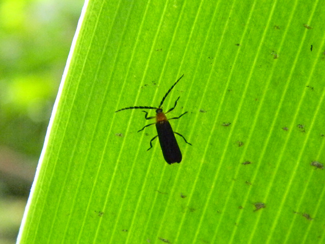 net-winged beetle