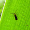 net-winged beetle