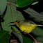 Olive-backed Sunbird (female)