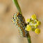 Old World Swallowtail caterpillar (κάμπια Μαχάωνα)