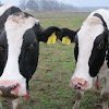 Holstein or Friesian Cow