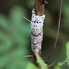 Notodontidae Moth