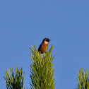 Common Stonechat