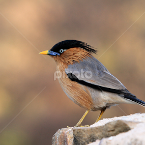 Bird... by Ramakant Sharda - Animals Birds