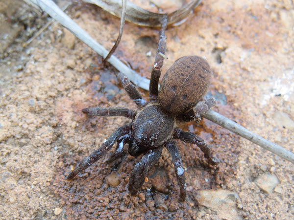 Lesser Baboon Spider | Project Noah