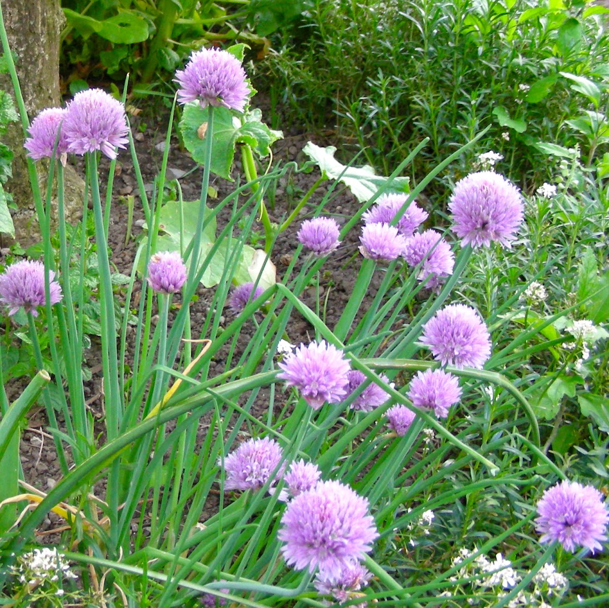 Chives