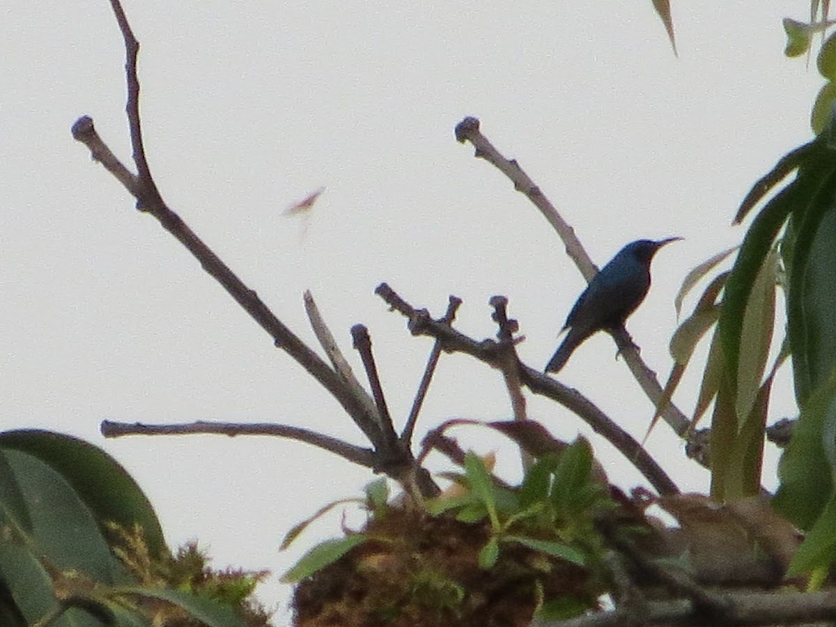 purple sunbird