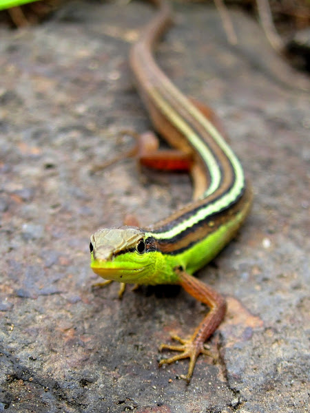 Asian Grass Lizard | Project Noah