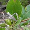 Florida Leaf-footed Bug