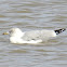 Ring-billed Gull