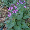 Purple Flower