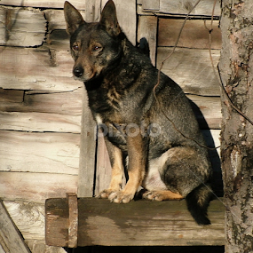 by Sonja Stajic - Animals - Dogs Portraits