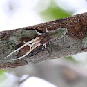 Wax-tailed Planthopper