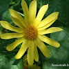 Canyon Sunflower