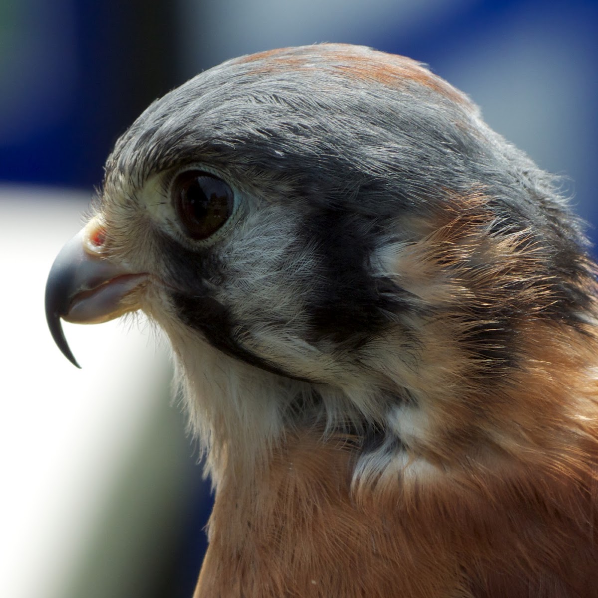 American Kestrel (male)