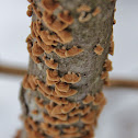 Turkey Tail Fungi