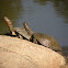 African helmeted turtle