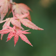 台北奧萬大樂活莊園