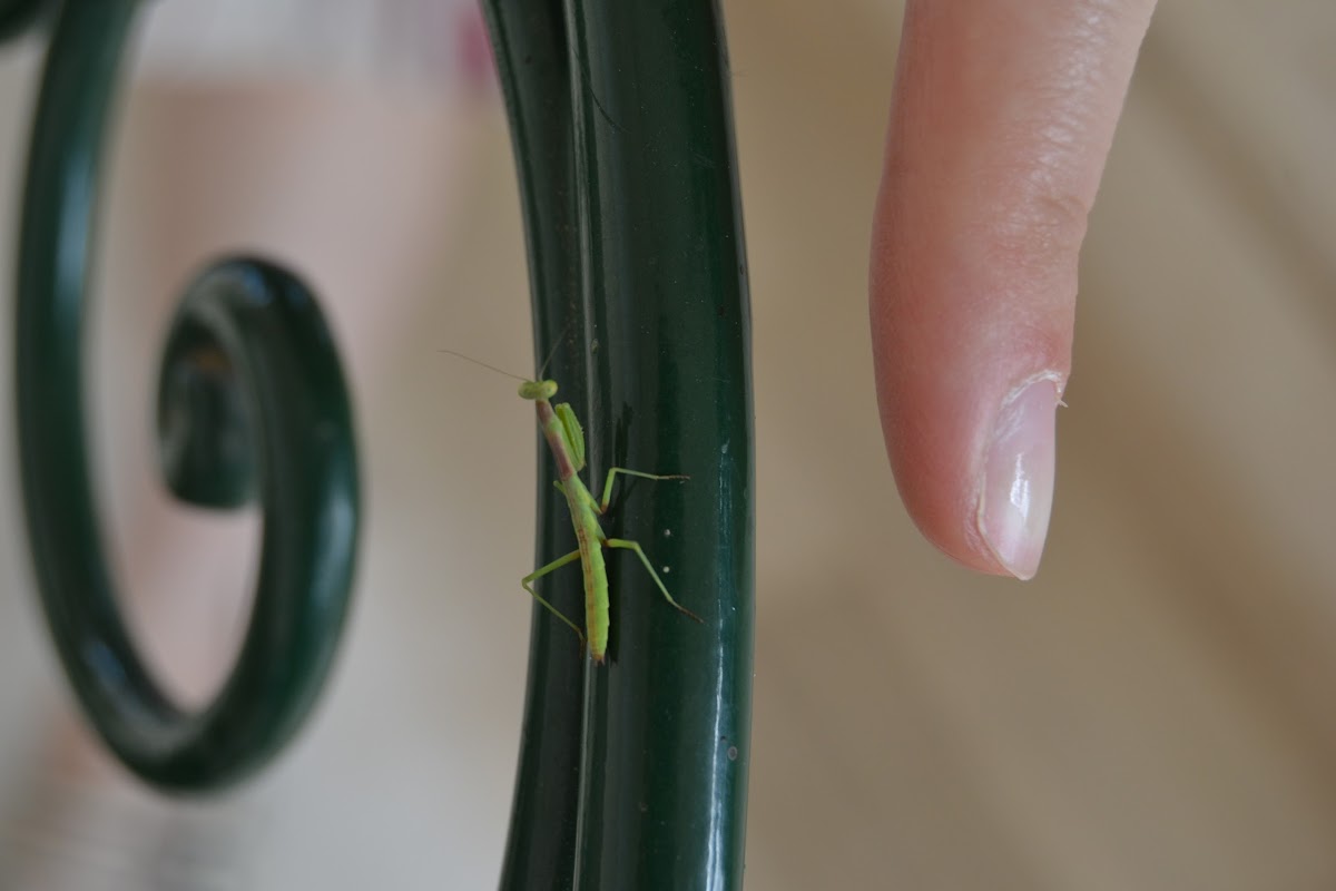 Tiny Praying Mantis