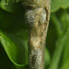 Unknown Scale Insect