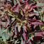 Euphorbia portulacoides ssp. collina