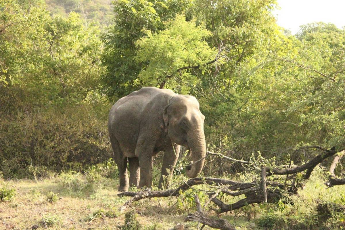 elephant