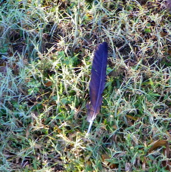 Black Vulture Feather Project Noah