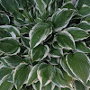 Hosta