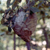 hornets' nest