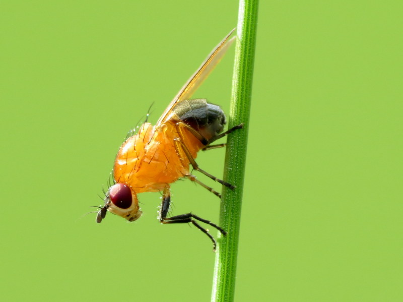 Orange and Black Vinegar Fly