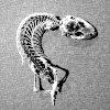 gecko skeleton
