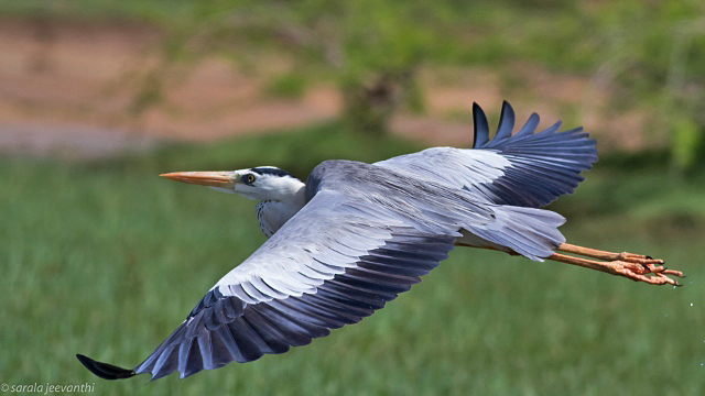 Grey Heron