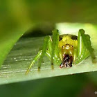 Green Orb-weaver Spider