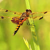 Calico pennant dragonfly
