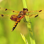 Calico pennant dragonfly