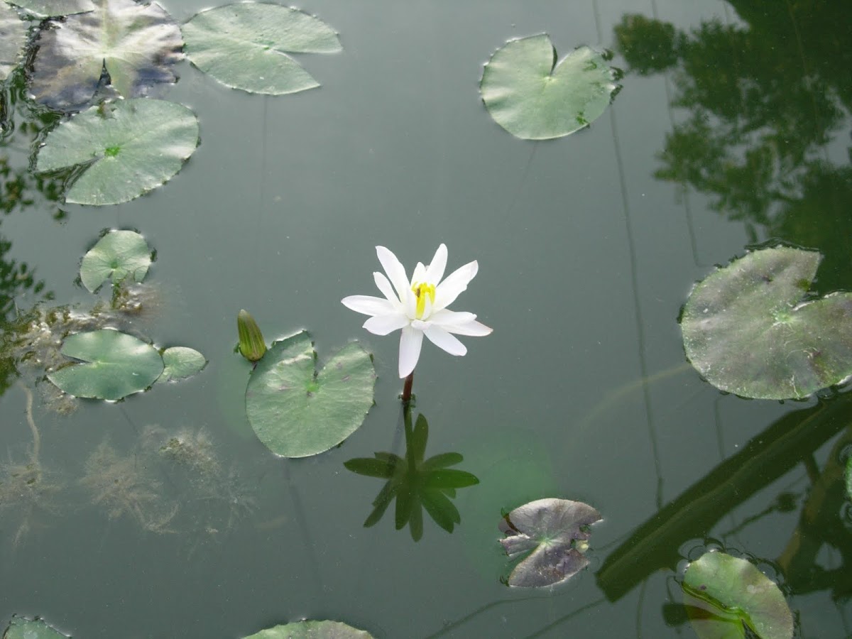 Nenúfar. Water lily