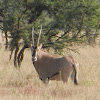 African oryx