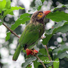 Brown Headed Barbet