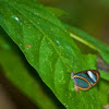 Blue Transparent Butterfly