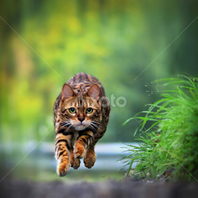 Hovering cat! by Jane Bjerkli - Animals - Cats Playing