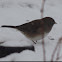 Dark-eyed Junco