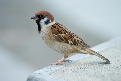 Sparrow Bird Sounds