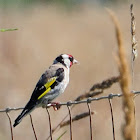 European Goldfinch, Jilguero